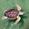 Loggerhead_Sea_turtle.jpg