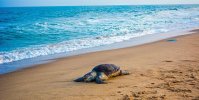 olive_ridley_sea_turtle_1-1.jpg