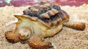 How-Much-Does-A-Sulcata-Tortoise-Cost.jpg