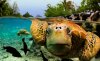 green-sea-turtle-bora-bora.jpg