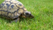 reddit tortoise 4.jpg