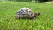 reddit tortoise.jpg
