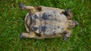 reddit tortoise 3.JPG