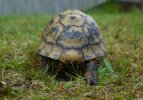 reddit tortoise 2.JPG