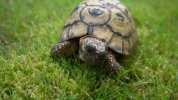 reddit tortoise 5.jpg