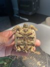tortoise-plastron-8202023.jpg