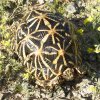 star-tortoise-female-500.jpg