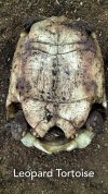 Leopard Tortoise sex ID.jpg