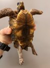 Tortoise.jpg