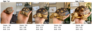 Fergus' Growth within 6 months.png