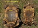 refoot_tortoise_sexing-2919819745.jpg