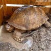 largest sulcata a.jpg