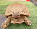 2024-03-15 13_01_55-what kind of tortoise is tiptoe - Google Search.png