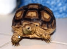 2024-03-15 13_01_29-what kind of tortoise is tiptoe - Google Search.png