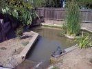 Pond 6-13-11 a.jpg