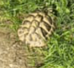 Tortoise that was spotted .png