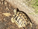 Tortoise spotted .png