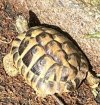 tortoise spotted up close.jpg