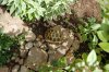 Tortoise Garden 7.JPG