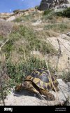 wild-greek-tortoise-walking-in-natural-environment-mountain-near-kalamaki-BFBMNE.jpg