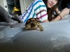 tortoise.jpg