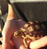 tortoise hand.jpg