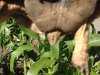 tortoise maggie2.JPG