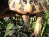 tortoise maggie.JPG