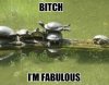 Fabulous-turtle.jpg