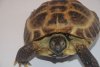 New Tortoise 1.jpg
