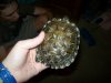 turtle shell.jpg