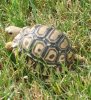 tortoise 001.JPG