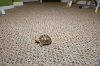 tortoises 002.JPG
