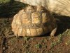 Tortoise 002.jpg