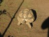 Tortoise 005-1.jpg
