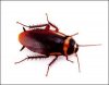 American-Cockroach.jpg