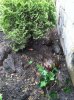 ImageUploadedByTortForum1376275902.684350.jpg ImageUploadedByTortForum1376275902.684350.jpg