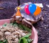 Shelly\'s 2nd bday.jpg