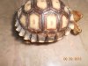 Sulcata Tortoises DOB 5-27-2013 001.sml.JPG