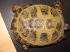 Tortoise shell.JPG