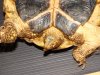 Tortoise tail.JPG