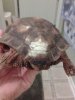 Tortoise shell.jpg
