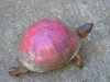Pink turtle.jpg