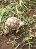 Chrysa_Tortoise 034.jpg