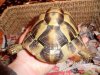 new tortoise .d..jpg