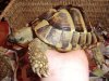 new tortoise .e..jpg