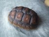 tortoise 079.JPG