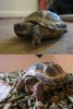 Tortoises.jpg