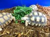 tortoise11.JPG
