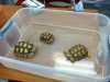 tortoise14.JPG